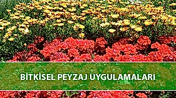 Bitkisel Peyzaj Uygulamaları